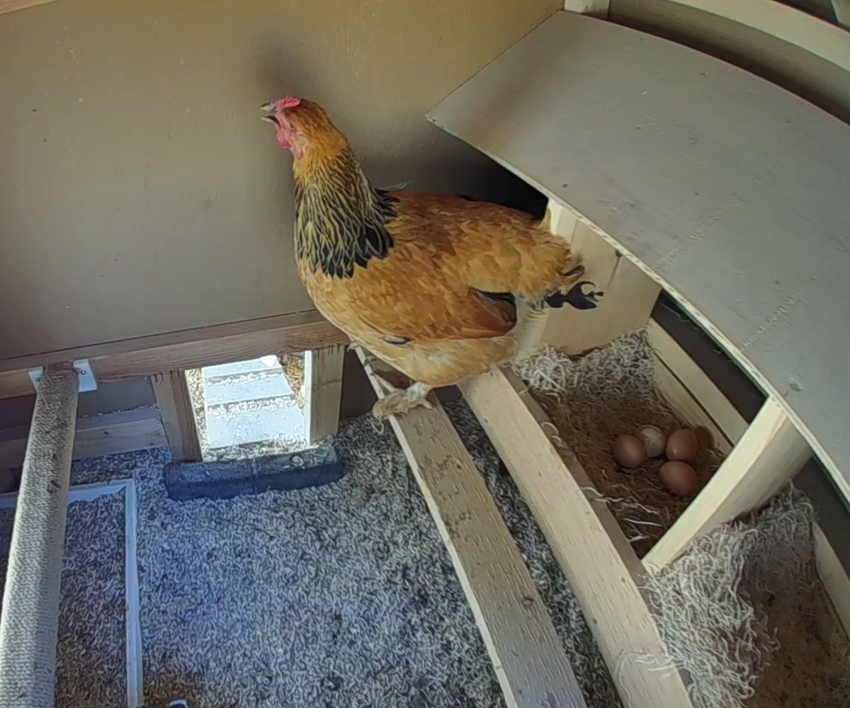 A buff hen standing in the hen house beside a nesting box of brown eggs